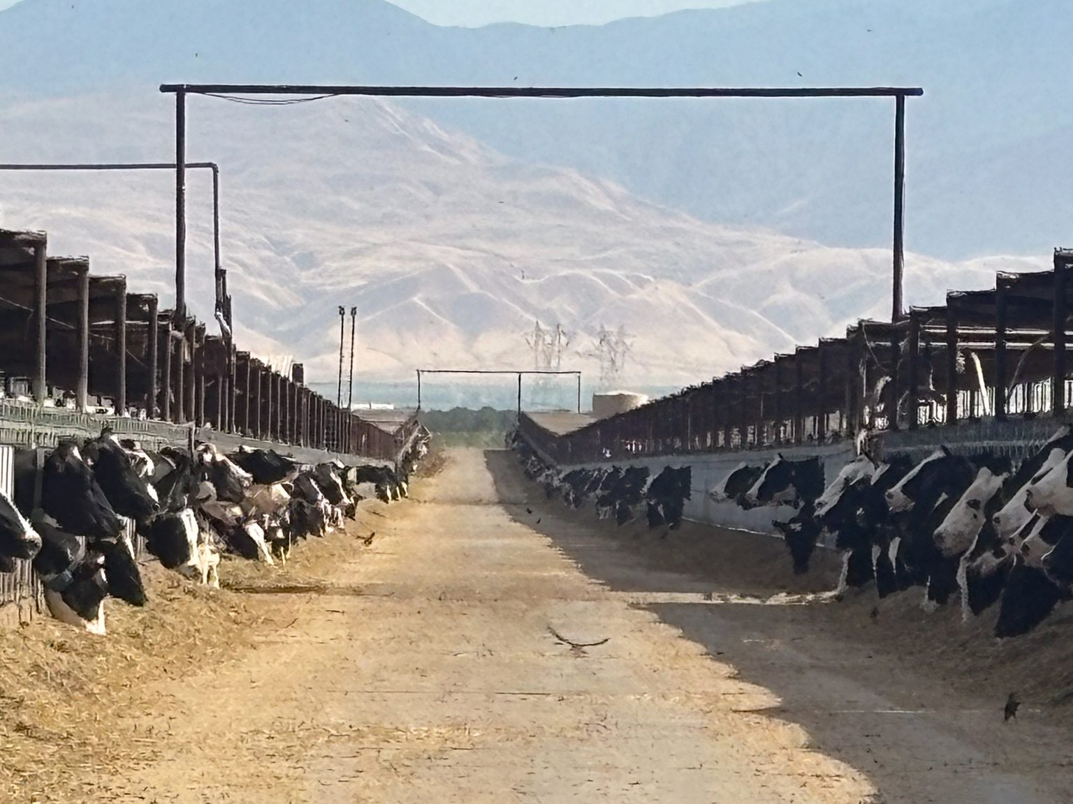 Cattle Farms